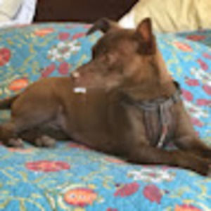 Meet your Posher, Lisa